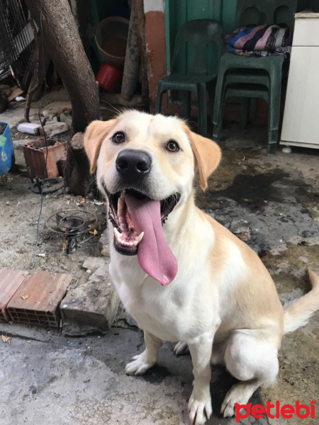 Labrador Retriever, Köpek  Oskar fotoğrafı