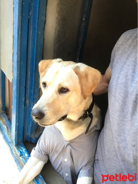 Labrador Retriever, Köpek  Oskar fotoğrafı