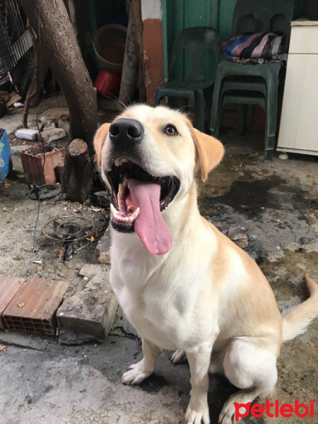 Labrador Retriever, Köpek  Oskar fotoğrafı
