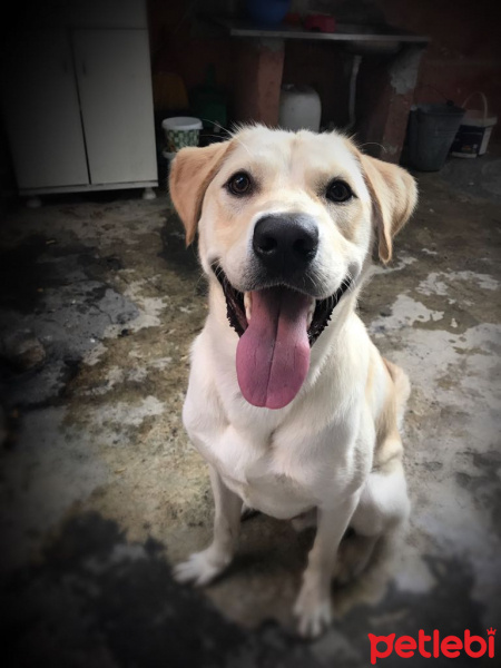 Labrador Retriever, Köpek  Oskar fotoğrafı