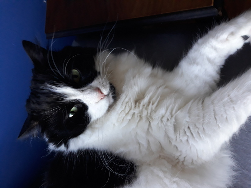 Tuxedo (Smokin) Kedi, Kedi  Shila fotoğrafı