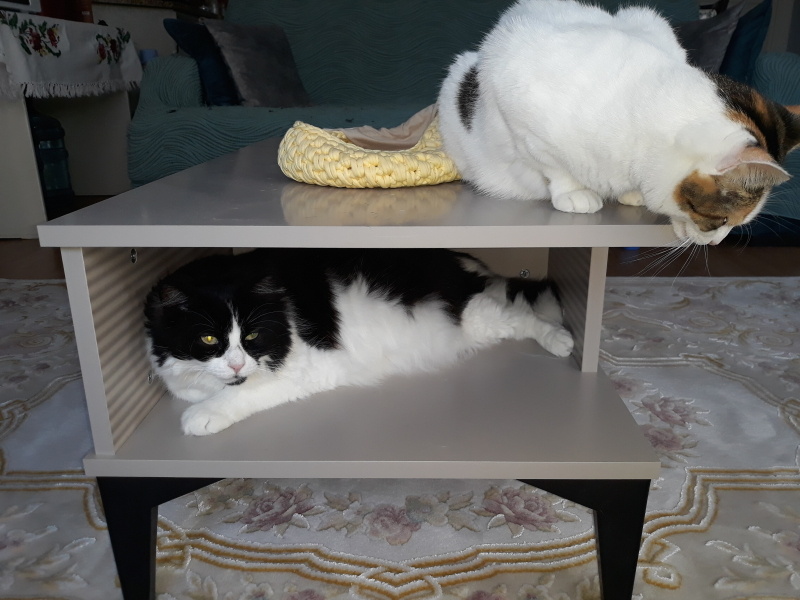 Tuxedo (Smokin) Kedi, Kedi  Shila fotoğrafı
