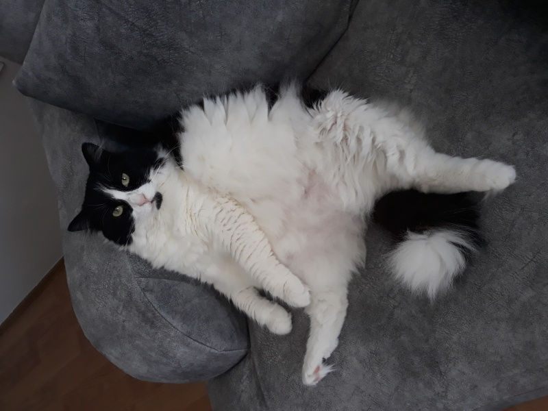 Tuxedo (Smokin) Kedi, Kedi  Shila fotoğrafı