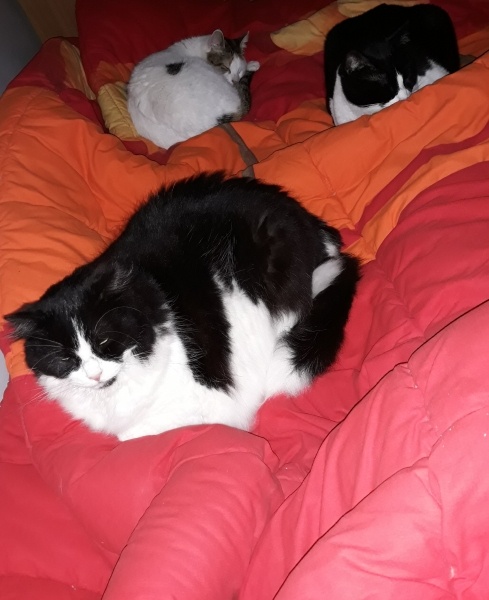 Tuxedo (Smokin) Kedi, Kedi  Shila fotoğrafı