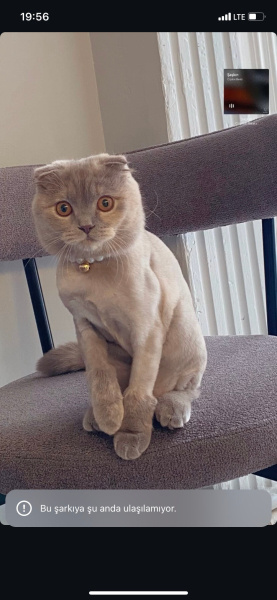 British Longhair, Kedi  Tarçın fotoğrafı