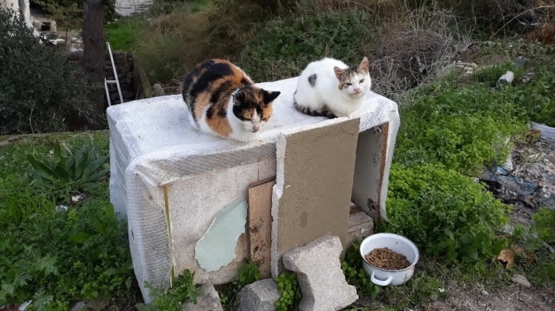 Sarman, Kedi  Mila fotoğrafı