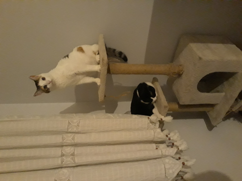 Sarman, Kedi  Mila fotoğrafı
