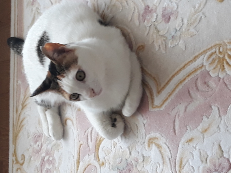 Sarman, Kedi  Mila fotoğrafı