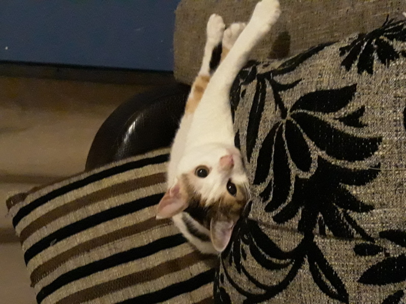 Sarman, Kedi  Mila fotoğrafı