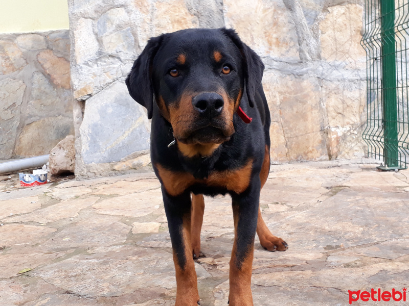 Rottweiler, Köpek  Hera fotoğrafı