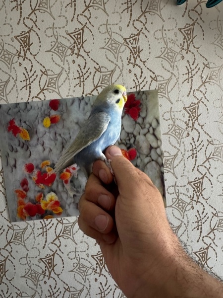 Muhabbet Kuşu, Kuş  Dıllık fotoğrafı
