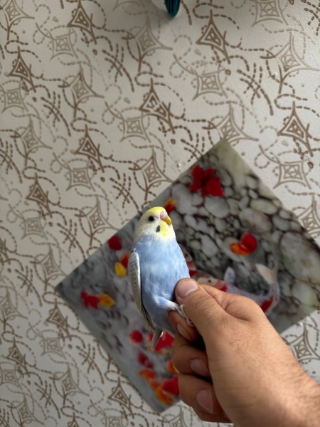 Muhabbet Kuşu, Kuş  Dıllık fotoğrafı