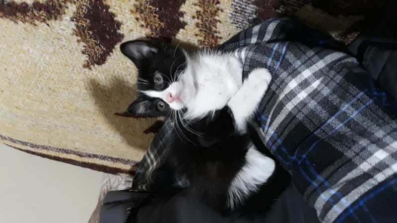 Tuxedo (Smokin) Kedi, Kedi  Coco fotoğrafı
