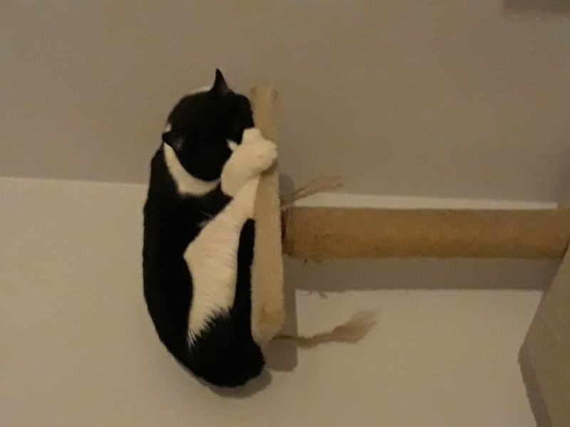Tuxedo (Smokin) Kedi, Kedi  Coco fotoğrafı