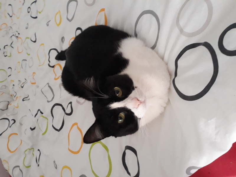 Tuxedo (Smokin) Kedi, Kedi  Coco fotoğrafı