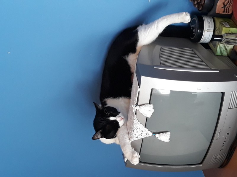 Tuxedo (Smokin) Kedi, Kedi  Coco fotoğrafı