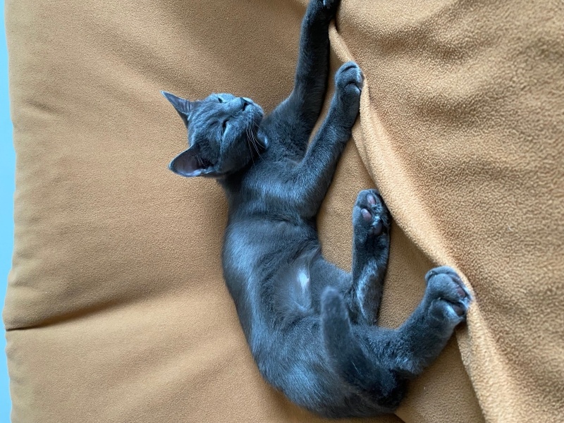 Mavi Rus, Kedi  Şıkıdım fotoğrafı