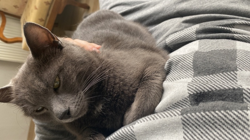Mavi Rus, Kedi  Şıkıdım fotoğrafı