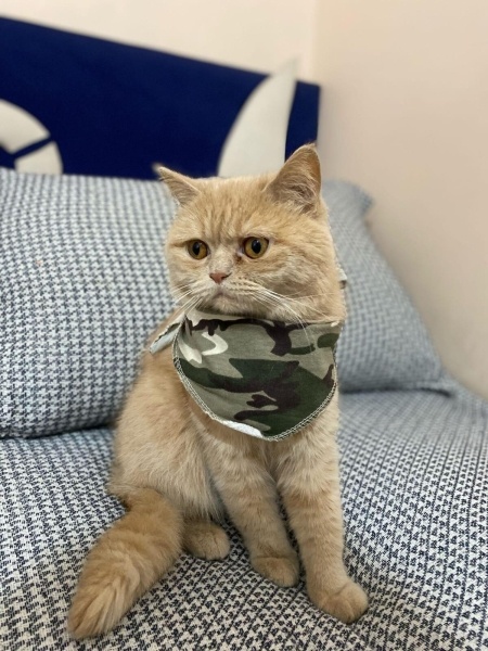 British Longhair, Kedi  Pıtırcık fotoğrafı