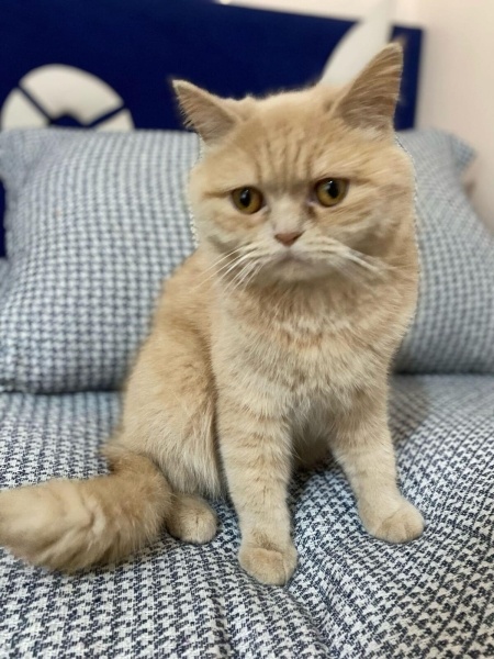 British Longhair, Kedi  Pıtırcık fotoğrafı
