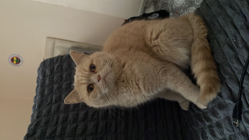 British Longhair, Kedi  Pıtırcık fotoğrafı