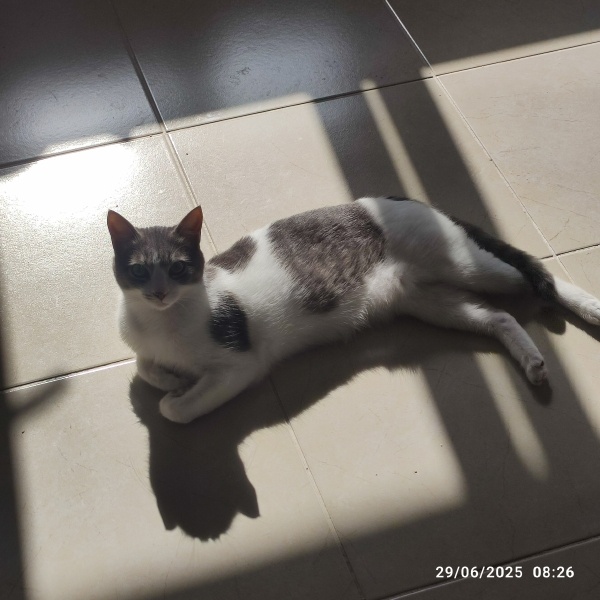 Tekir Kedi, Kedi  Mia fotoğrafı
