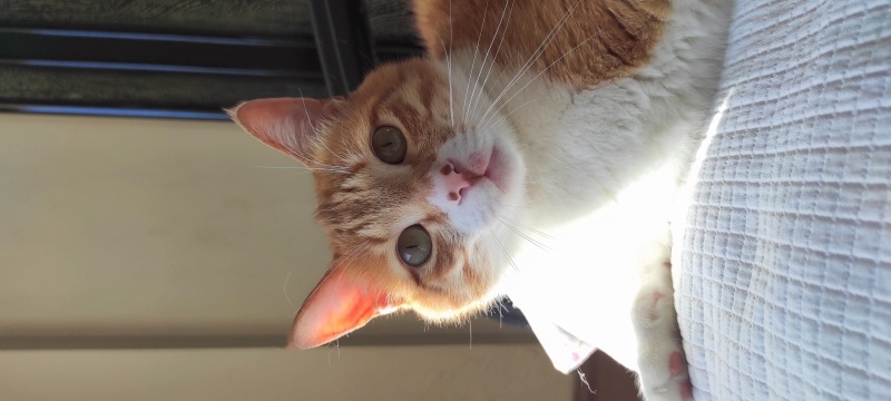 Tekir Kedi, Kedi  Şerbet fotoğrafı