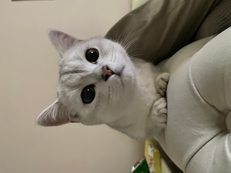 British Shorthair, Kedi  Kar Topu fotoğrafı