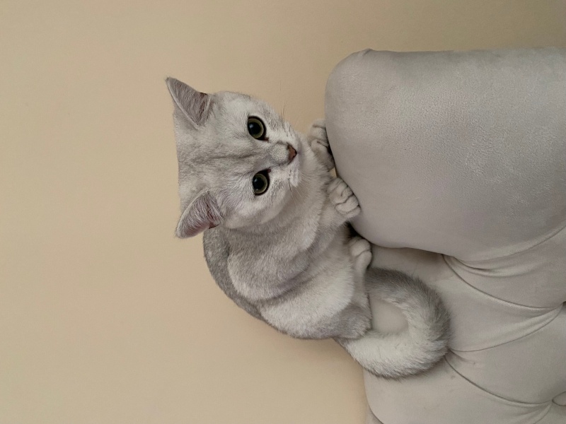 British Shorthair, Kedi  Kar Topu fotoğrafı