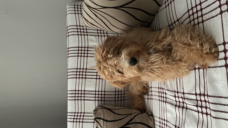 Maltese, Köpek  Puyol fotoğrafı