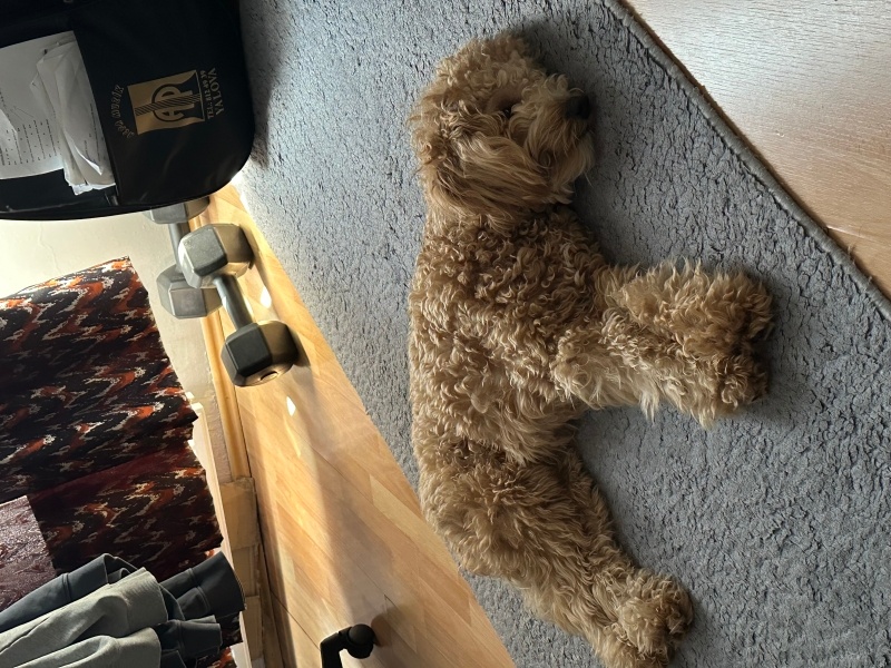 Maltese, Köpek  Puyol fotoğrafı