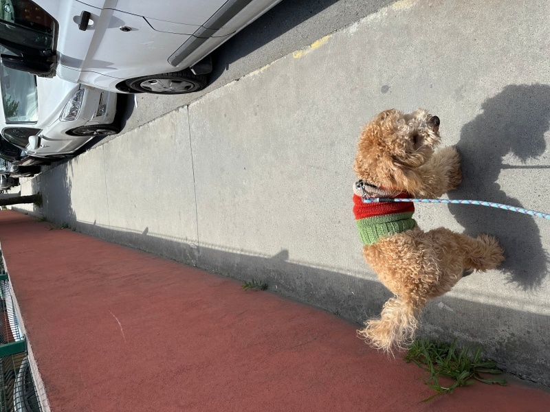 Maltese, Köpek  Puyol fotoğrafı