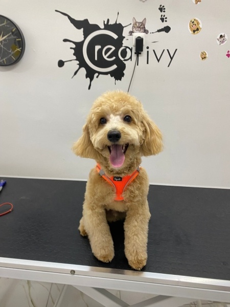 Maltese, Köpek  Puyol fotoğrafı