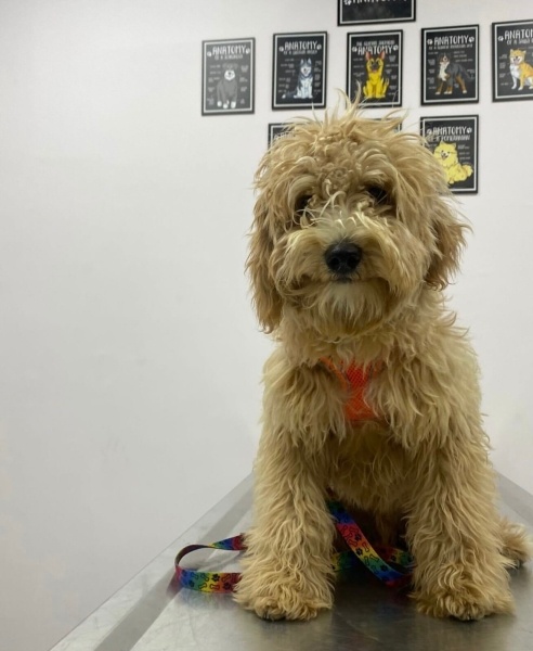 Maltese, Köpek  Puyol fotoğrafı