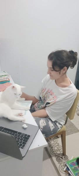 Van Kedisi, Kedi  Şeker fotoğrafı