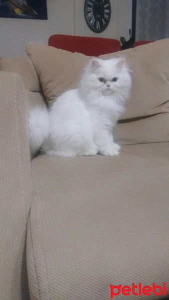 Chinchilla, Kedi  Elizabeth fotoğrafı
