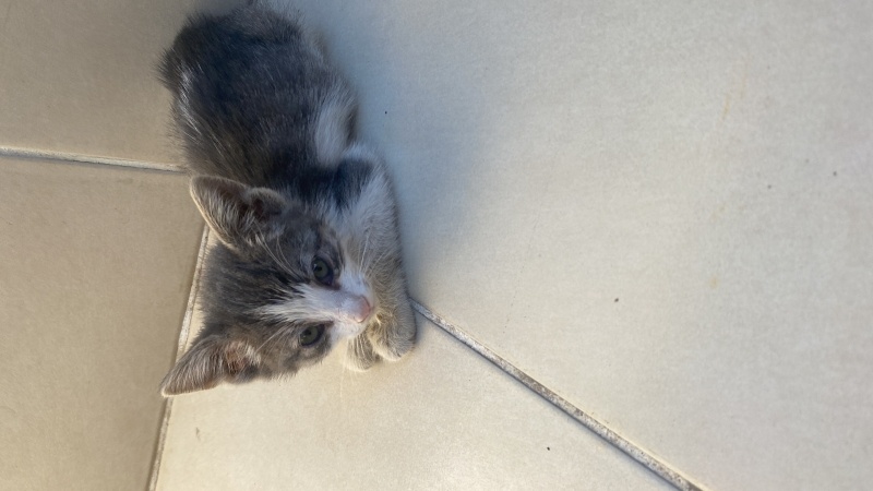 Tekir Kedi, Kedi  Patili fotoğrafı