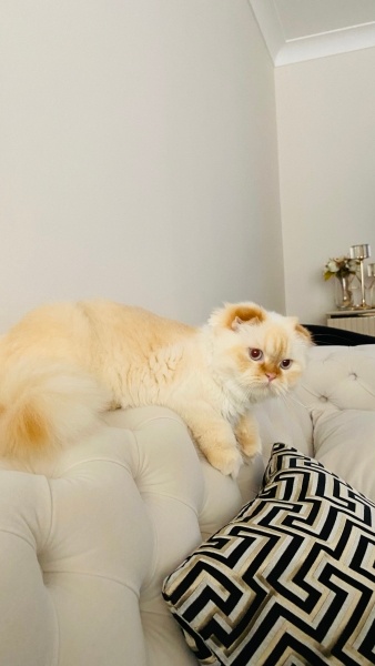 Scottish Fold, Kedi  Mia fotoğrafı