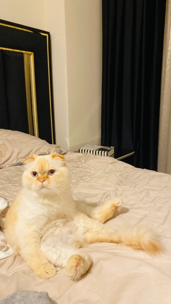Scottish Fold, Kedi  Mia fotoğrafı