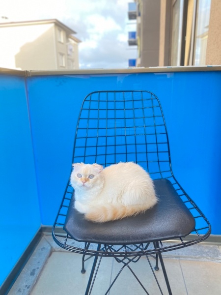 Scottish Fold, Kedi  Mia fotoğrafı
