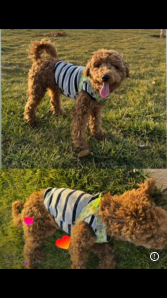 Poodle(Standart Kaniş), Köpek  Gofret fotoğrafı