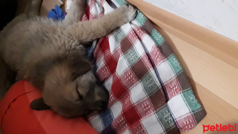Sokö (Sokak Köpeği), Köpek  Karamell fotoğrafı