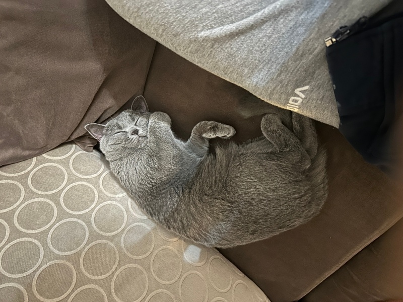British Shorthair, Kedi  Lisa fotoğrafı