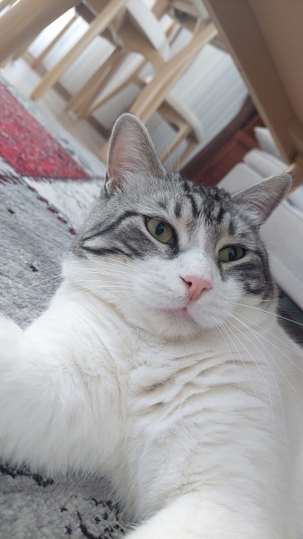 Tekir Kedi, Kedi  Zebercet (Zeboş) fotoğrafı