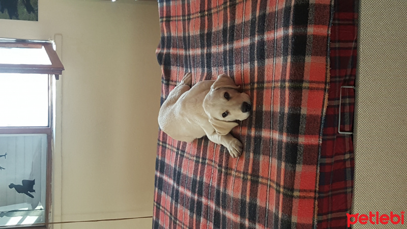 Labrador Retriever, Köpek  Şubat fotoğrafı
