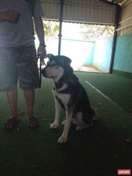 Sibirya Kurdu (Husky), Köpek  ICE fotoğrafı