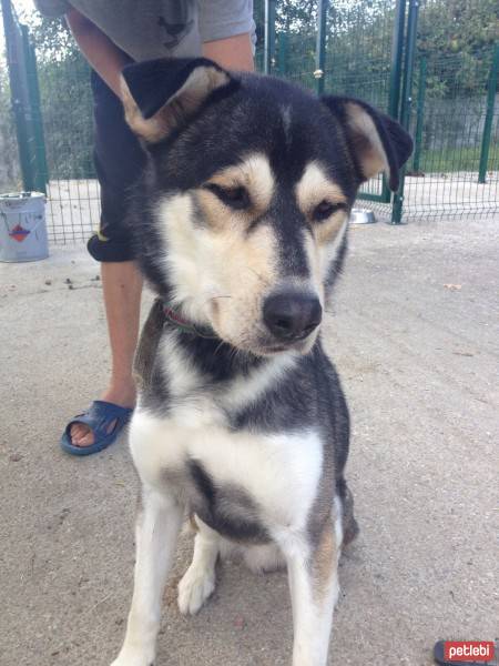 Sibirya Kurdu (Husky), Köpek  ICE fotoğrafı