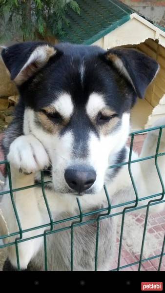 Sibirya Kurdu (Husky), Köpek  ICE fotoğrafı