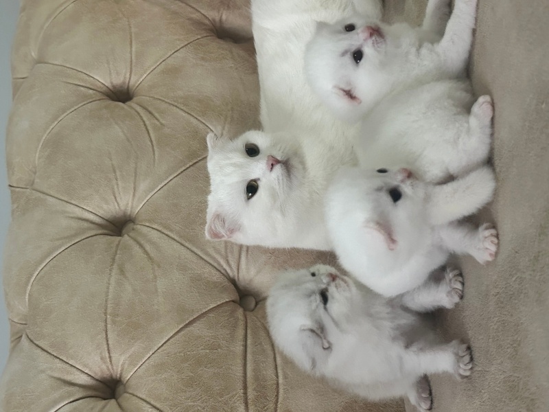 Scottish Fold, Kedi  Küçük bembeyaz scottish ve british yavrular fotoğrafı