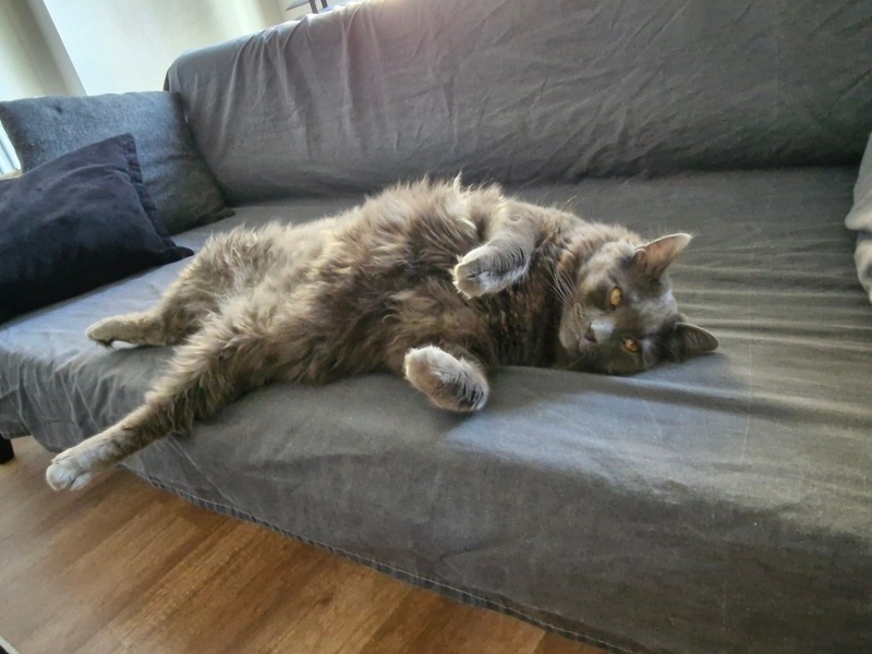 Nebelung, Kedi  Kont fotoğrafı
